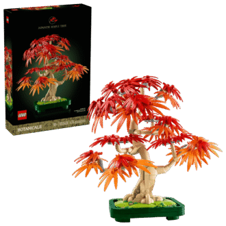 Japanese Red Maple Bonsai Tree