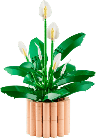 Peace Lily